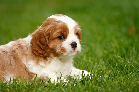 cavalier king charles spaniels